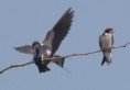 /album/photogallery/wire-tailed-swallow-feeding-young-jpg/